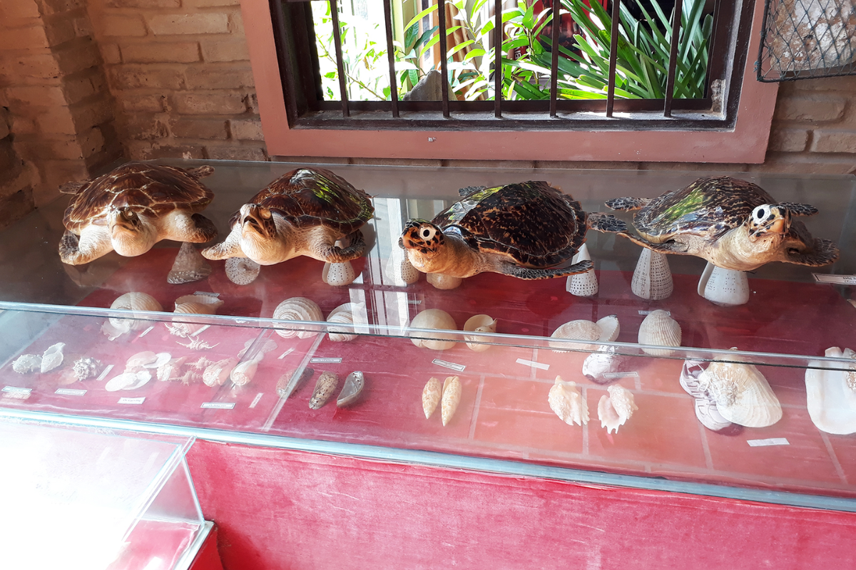 Exhibition of marine fossils and corals at Coi Nguon Museum
